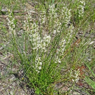 Stackhousia monogyna (Creamy Candles) at Black Mountain - 24 Oct 2015 by galah681