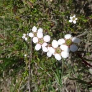 Leptospermum continentale at Canberra Central, ACT - 24 Oct 2015
