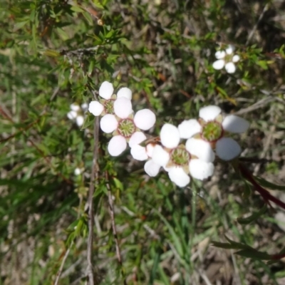 Leptospermum continentale (Prickly Teatree) at Black Mountain - 24 Oct 2015 by galah681