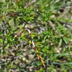 Leptospermum continentale at Canberra Central, ACT - 24 Oct 2015