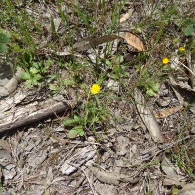 Hypochaeris glabra at Black Mountain - 24 Oct 2015 by galah681