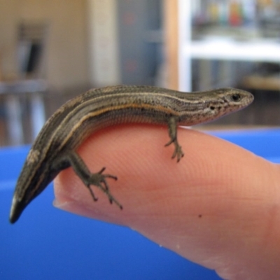 Pseudemoia pagenstecheri (Grassland Tussock-skink) at Bredbo, NSW - 17 Oct 2012 by GeoffRobertson