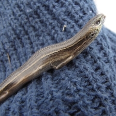 Acritoscincus duperreyi (Eastern Three-lined Skink) at Polo Flat, NSW - 3 Nov 2012 by GeoffRobertson