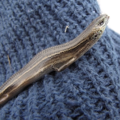 Acritoscincus duperreyi (Eastern Three-lined Skink) at Polo Flat, NSW - 3 Nov 2012 by GeoffRobertson
