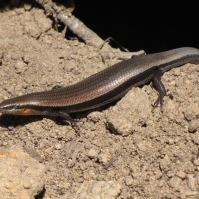 Acritoscincus platynotus (Red-throated Skink) at Winifred, NSW - 6 Dec 2012 by GeoffRobertson