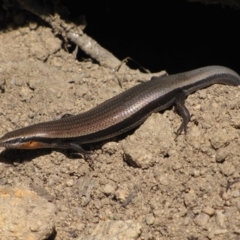 Acritoscincus platynotus at Winifred, NSW - 6 Dec 2012