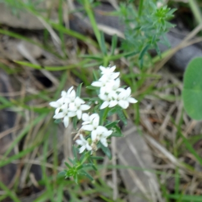 Asperula conferta at Black Mountain - 24 Oct 2015 by galah681