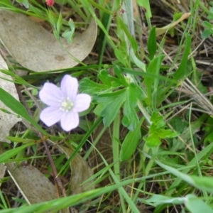 Geranium solanderi at Canberra Central, ACT - 24 Oct 2015