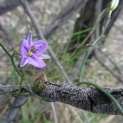 Thysanotus patersonii (Twining Fringe Lily) at Black Mountain - 24 Oct 2015 by galah681