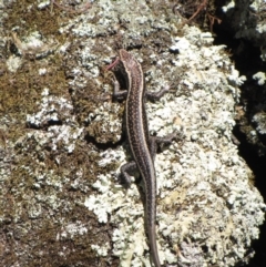Pseudemoia spenceri (Spencer's Skink) at Winifred, NSW - 3 Oct 2011 by GeoffRobertson