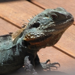 Intellagama lesueurii howittii (Gippsland Water Dragon) at Acton, ACT - 20 Jan 2013 by GeoffRobertson