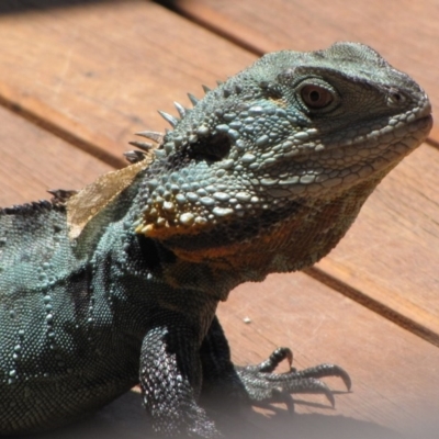 Intellagama lesueurii howittii (Gippsland Water Dragon) at Acton, ACT - 19 Jan 2013 by GeoffRobertson