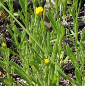 Chrysocephalum apiculatum at Canberra Central, ACT - 24 Oct 2015 11:51 AM