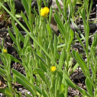 Chrysocephalum apiculatum (Common Everlasting) at Black Mountain - 24 Oct 2015 by galah681