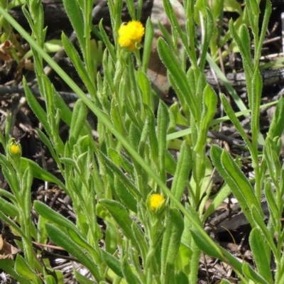 Chrysocephalum apiculatum (Common Everlasting) at Canberra Central, ACT - 24 Oct 2015 by galah681