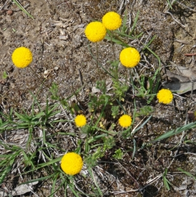 Leptorhynchos squamatus (Scaly Buttons) at Canberra Central, ACT - 24 Oct 2015 by galah681