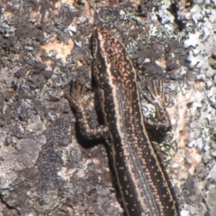 Pseudemoia spenceri (Spencer's Skink) at Winifred, NSW - 7 Dec 2012 by GeoffRobertson