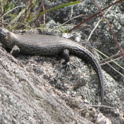 Egernia cunninghami (Cunningham's Skink) at Winifred, NSW - 4 Oct 2011 by GeoffRobertson