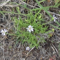 Vittadinia muelleri (Narrow-leafed New Holland Daisy) at Black Mountain - 24 Oct 2015 by galah681