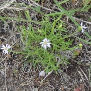 Vittadinia muelleri at Canberra Central, ACT - 24 Oct 2015 11:53 AM