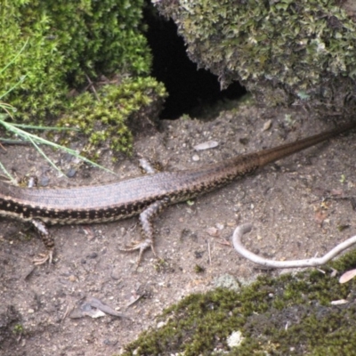Eulamprus heatwolei (Yellow-bellied Water Skink) at Winifred, NSW - 7 Oct 2011 by GeoffRobertson
