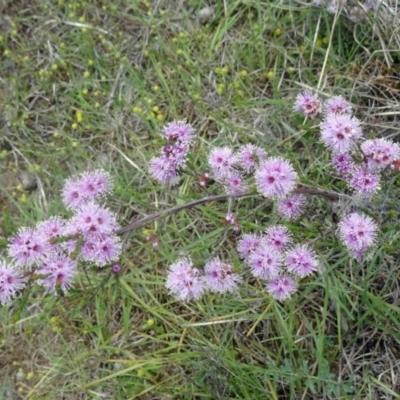 Kunzea parvifolia (Violet Kunzea) at Black Mountain - 24 Oct 2015 by galah681