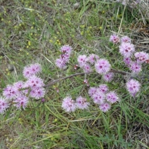 Kunzea parvifolia at Canberra Central, ACT - 24 Oct 2015