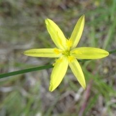 Tricoryne elatior (Yellow Rush Lily) at Black Mountain - 24 Oct 2015 by galah681