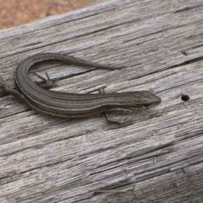 Pseudemoia pagenstecheri (Grassland Tussock-skink) at Winifred, NSW - 27 Oct 2010 by GeoffRobertson