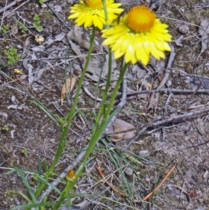 Xerochrysum viscosum at Canberra Central, ACT - 24 Oct 2015
