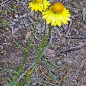 Xerochrysum viscosum at Canberra Central, ACT - 24 Oct 2015 11:58 AM