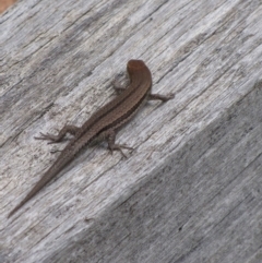 Lampropholis guichenoti (Common Garden Skink) at Winifred, NSW - 28 Feb 2010 by GeoffRobertson