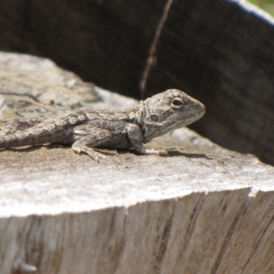 Amphibolurus muricatus (Jacky Lizard) at Winifred, NSW - 28 Feb 2010 by GeoffRobertson