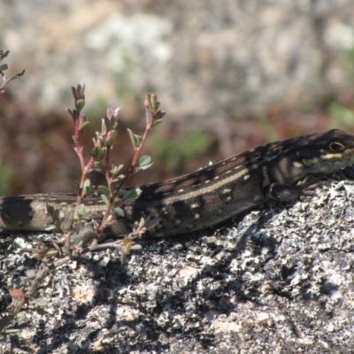 Liopholis whitii (White's Skink) at Winifred, NSW - 3 Mar 2010 by GeoffRobertson