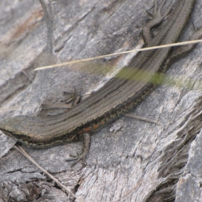 Pseudemoia entrecasteauxii (Woodland Tussock-skink) at Winifred, NSW - 28 Feb 2010 by GeoffRobertson