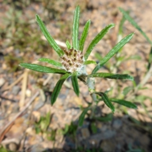 Euchiton sphaericus at Mount Fairy, NSW - 25 Oct 2015 10:29 AM