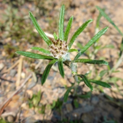 Euchiton sphaericus (Star Cudweed) at Mount Fairy, NSW - 24 Oct 2015 by JanetRussell