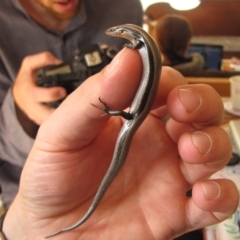 Acritoscincus platynotus (Red-throated Skink) at Winifred, NSW - 12 Mar 2010 by GeoffRobertson