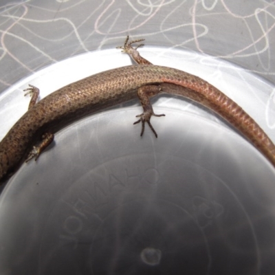 Saproscincus mustelinus (Weasel Skink) at Winifred, NSW - 13 Mar 2010 by GeoffRobertson