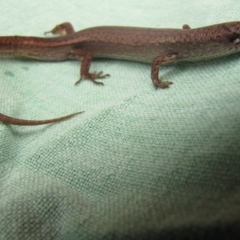 Saproscincus mustelinus at Winifred, NSW - 13 Mar 2010