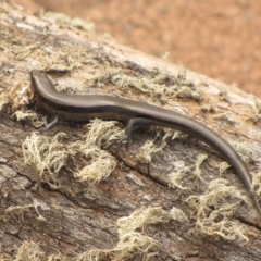 Acritoscincus platynotus (Red-throated Skink) at Winifred, NSW - 12 Mar 2010 by GeoffRobertson