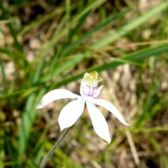 Caladenia moschata at Mount Fairy, NSW - 25 Oct 2015