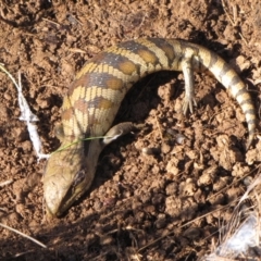 Tiliqua scincoides scincoides (Eastern Blue-tongue) at Mulanggari Grasslands - 19 Aug 2012 by GeoffRobertson