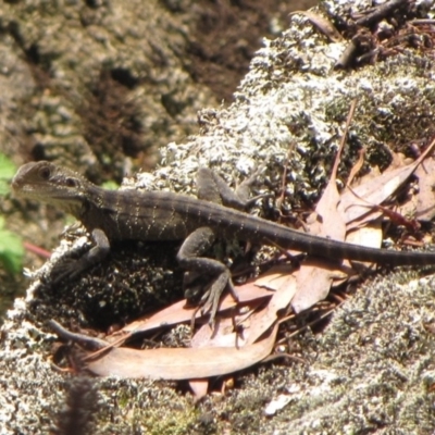 Intellagama lesueurii howittii (Gippsland Water Dragon) at Winifred, NSW - 13 Feb 2011 by GeoffRobertson