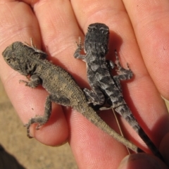 Amphibolurus muricatus (Jacky Lizard) at Winifred, NSW - 12 Feb 2011 by GeoffRobertson