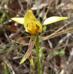 Diuris sulphurea (Tiger Orchid) at Acton, ACT - 2 Nov 2015 by RWPurdie