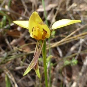 Diuris sulphurea at Acton, ACT - 3 Nov 2015