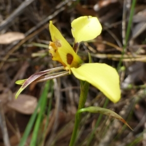 Diuris sulphurea at Acton, ACT - 3 Nov 2015