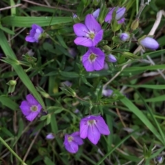 Veronica gracilis (Slender Speedwell) at Googong, NSW - 4 Nov 2015 by Wandiyali