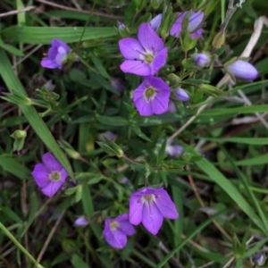 Veronica gracilis at Googong, NSW - 4 Nov 2015